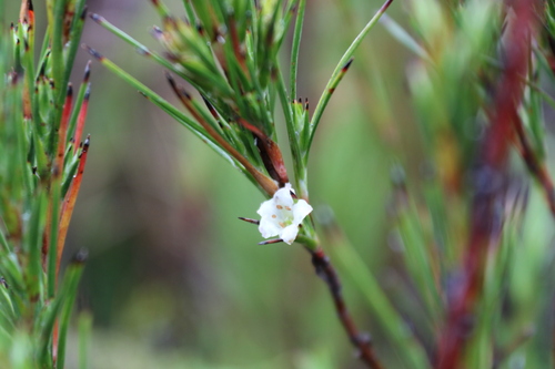 Tarahinau (Dracophyllum arboreum)