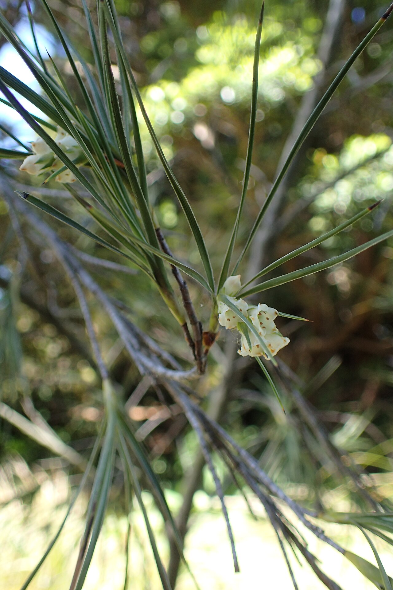 Tarahinau: Dracophyllum arboreum in Dunedin Botanic Garden