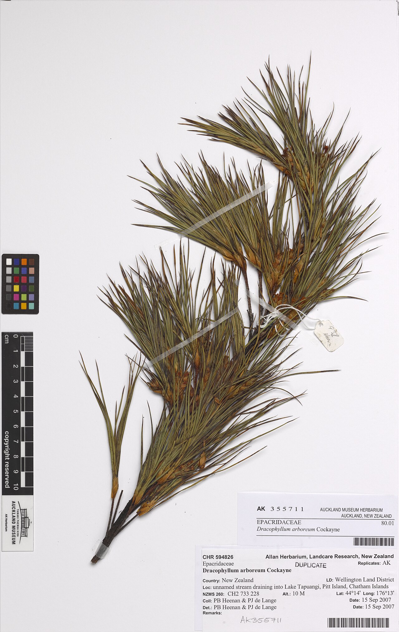 Tarahinau (Dracophyllum arboreum)