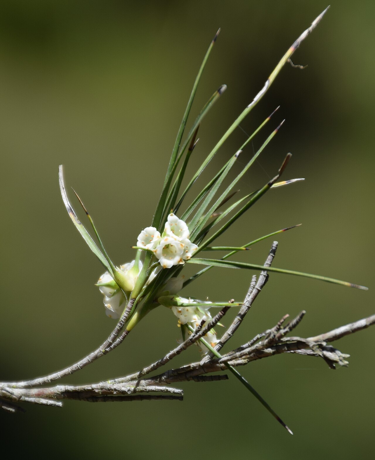 Tarahinau: Dracophyllum arboreum in Dunedin Botanic Garden, Dunedin, New Zealand
