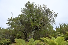 Tarahinau (Dracophyllum arboreum)