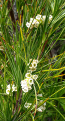 Tarahinau (Dracophyllum arboreum)