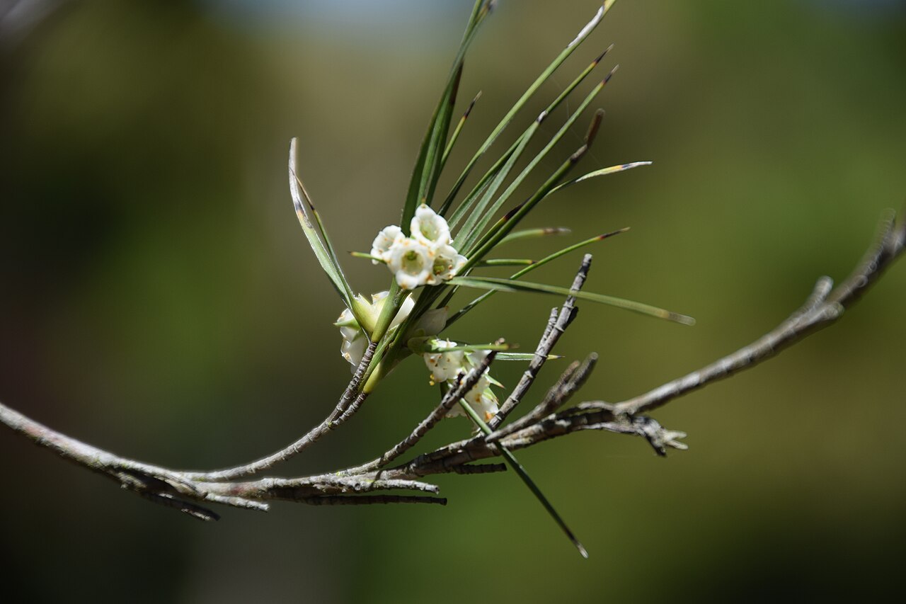Tarahinau: Dracophyllum arboreum in Dunedin Botanic Garden, Dunedin, New Zealand