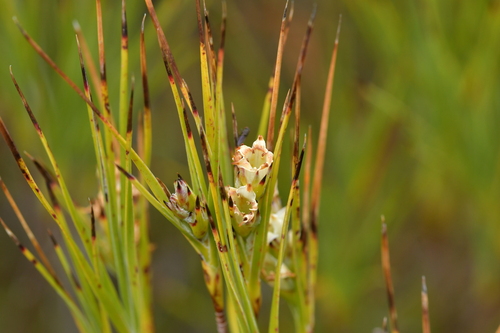 Tarahinau (Dracophyllum arboreum)