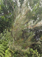 Tarahinau (Dracophyllum arboreum)
