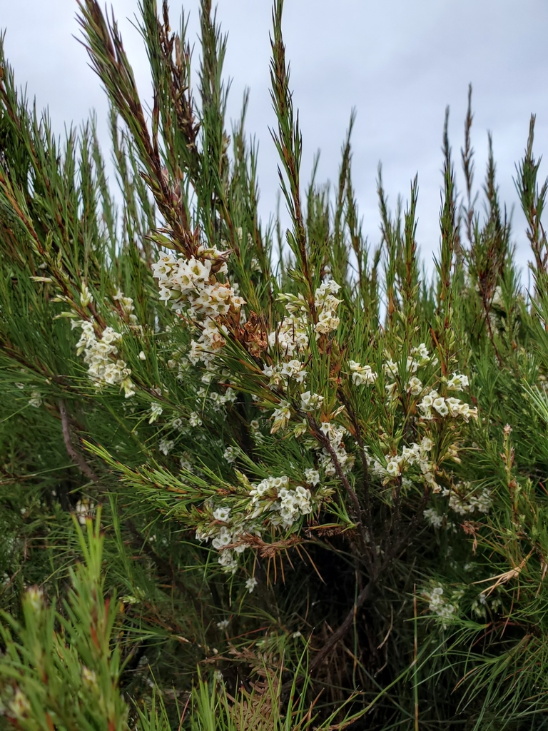 Tarahinau (Dracophyllum arboreum)