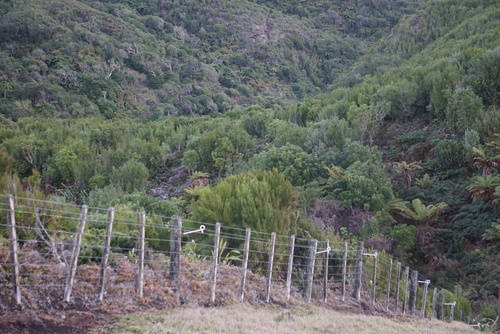 Tarahinau (Dracophyllum arboreum)