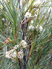 Tarahinau (Dracophyllum arboreum)