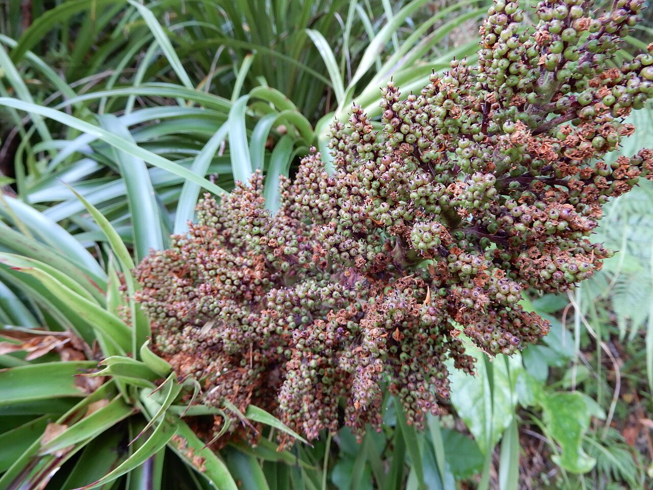Dracophyllum elegantissimum: Dracophyllum elegantissimum in New Zealand