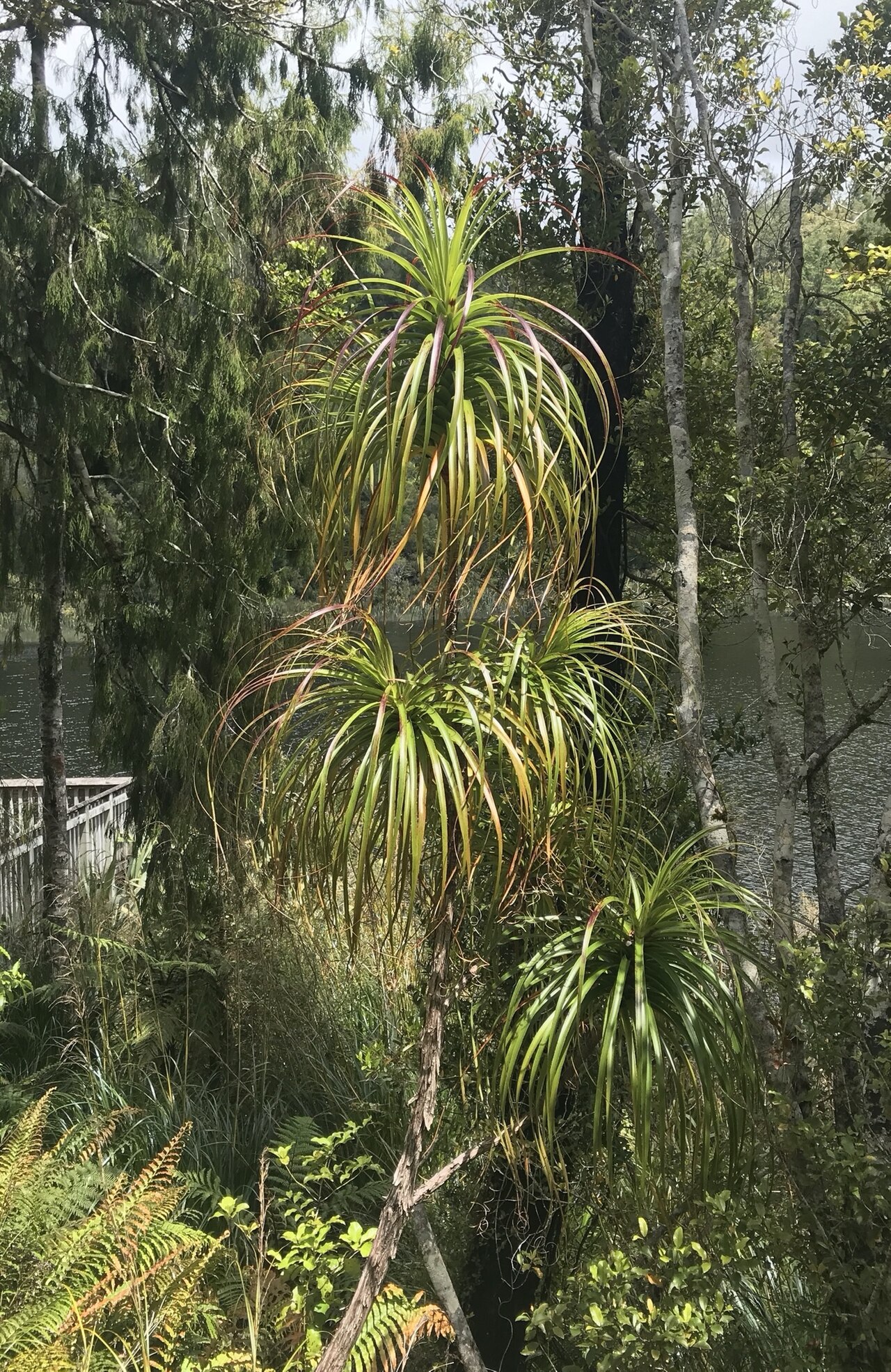Dracophyllum elegantissimum: Dracophyllum elegantissimum