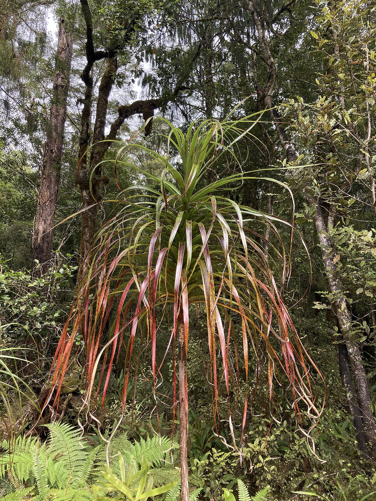 Dracophyllum elegantissimum: Dracophyllum elegantissimum near the Pororari River, Punakaiki, West Coast, New Zealand.