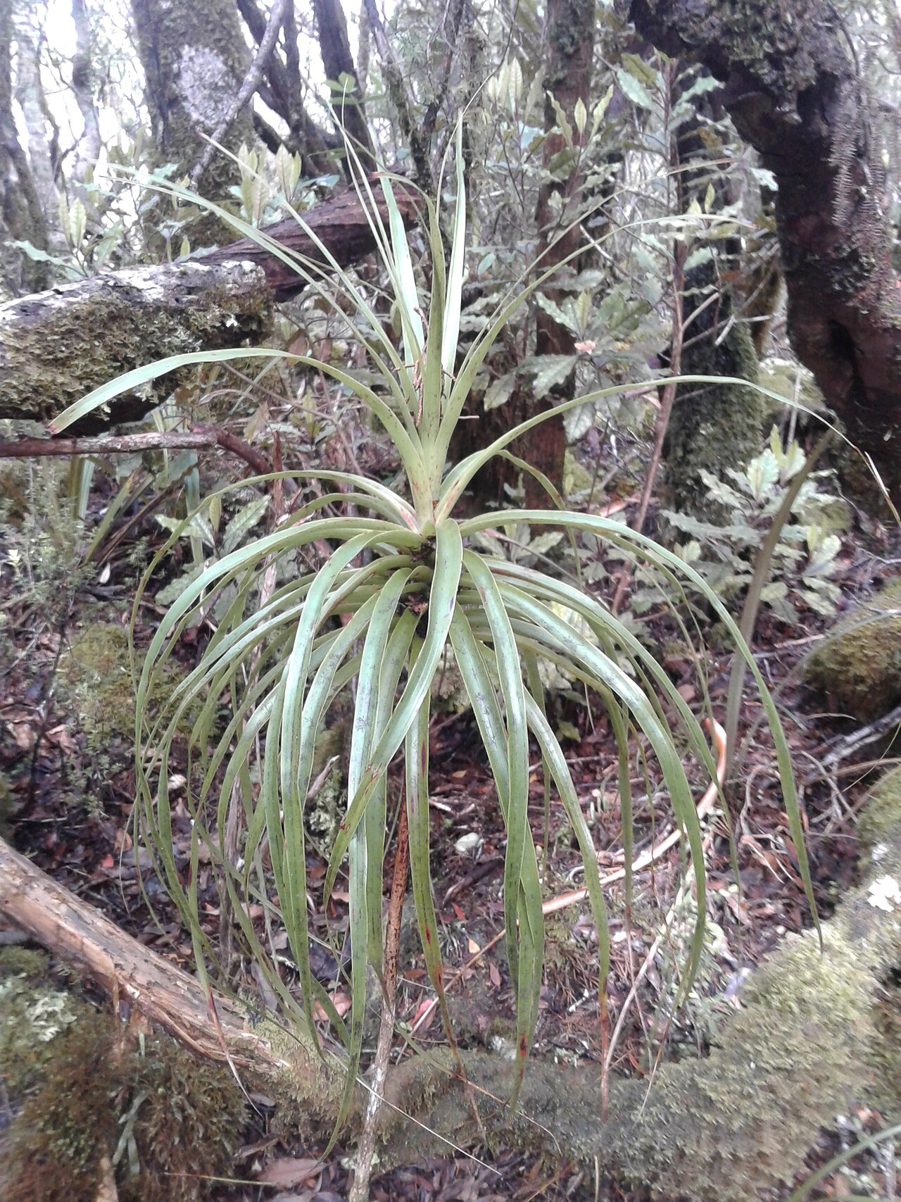 Dracophyllum elegantissimum: Dracophyllum elegantissimum