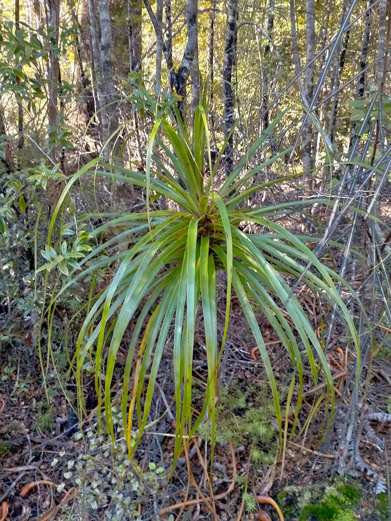 Dracophyllum elegantissimum: Dracophyllum elegantissimum