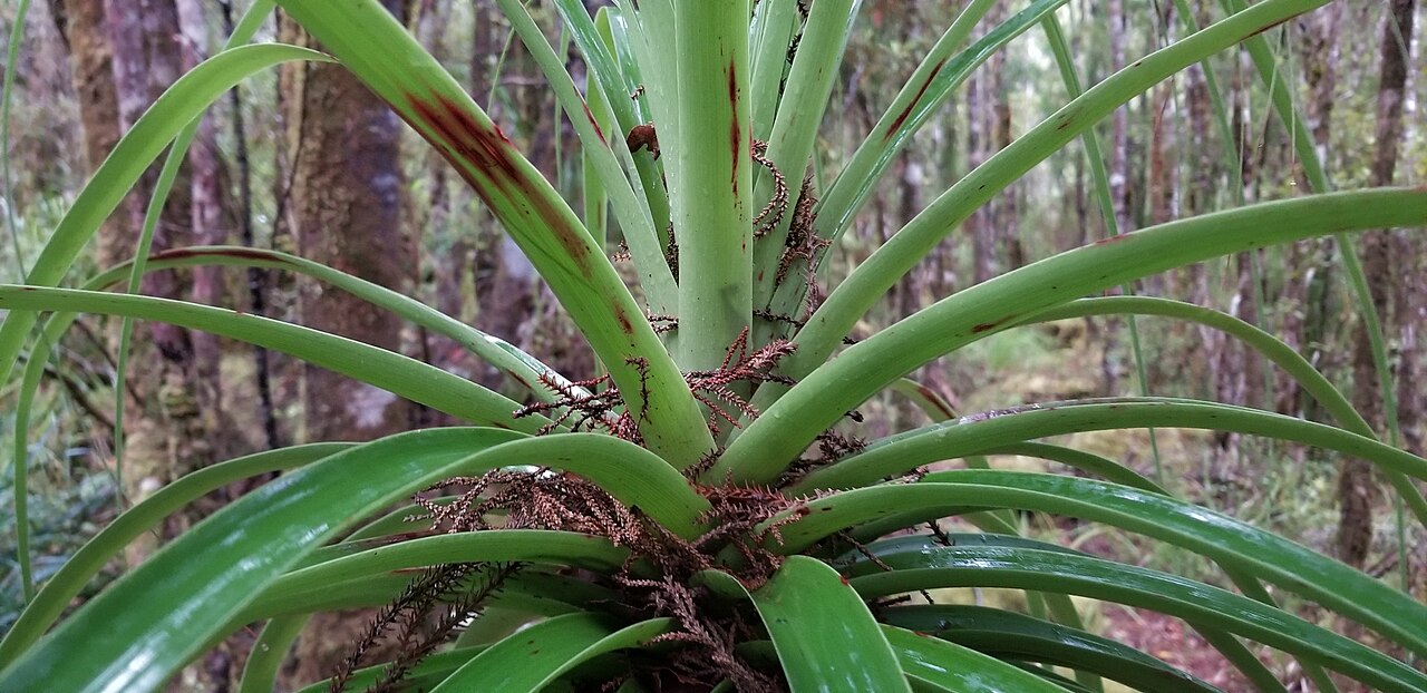 Dracophyllum elegantissimum: Dracophyllum elegantissimum