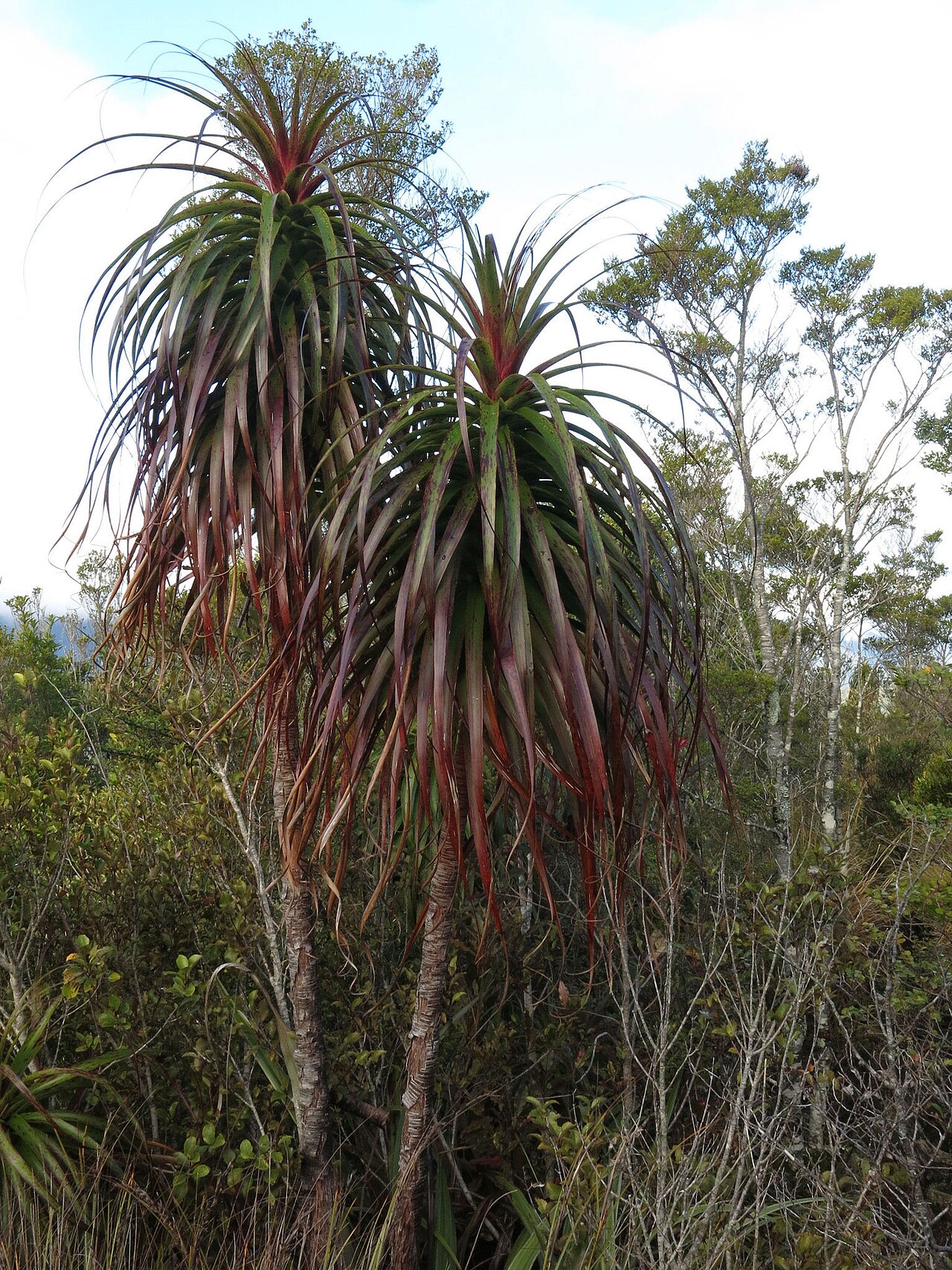 Dracophyllum elegantissimum: Dracophyllum elegantissimum in New Zealand