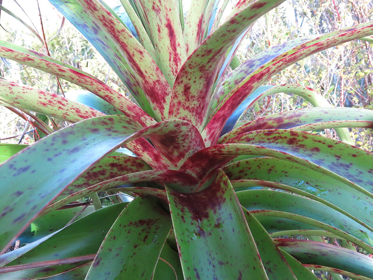 Dracophyllum elegantissimum: Dracophyllum elegantissimum