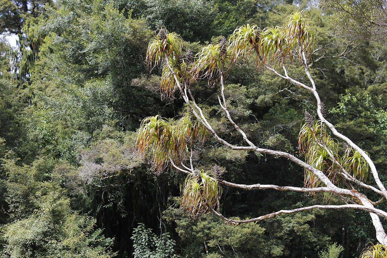 Dracophyllum elegantissimum: Dracophyllum elegantissimum in New Zealand