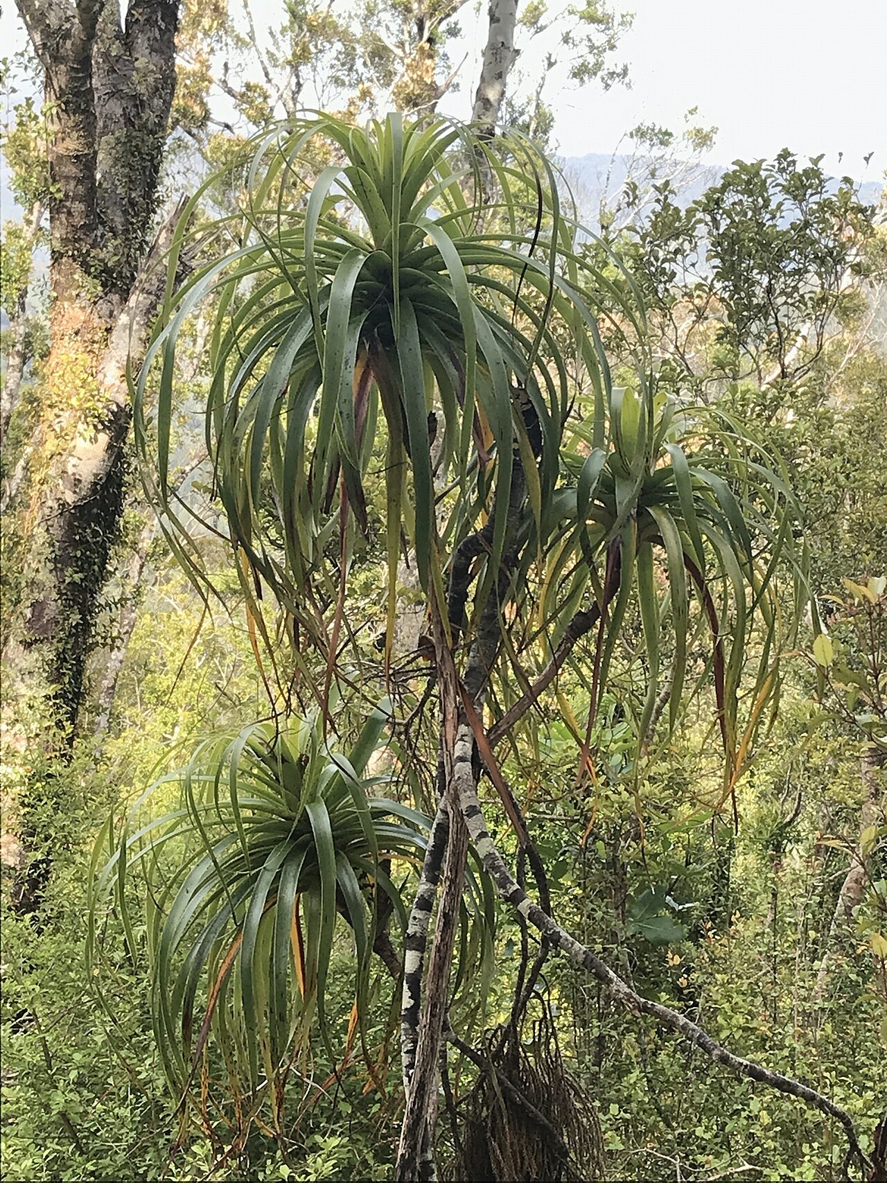 Dracophyllum elegantissimum: Dracophyllum elegantissimum