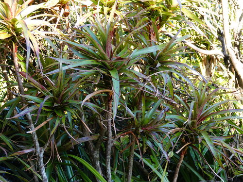 Neinei (Dracophyllum latifolium)