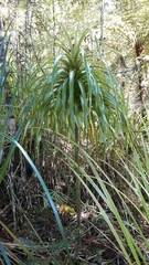 Neinei (Dracophyllum latifolium)