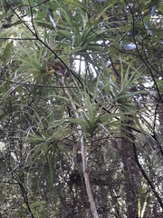 Neinei (Dracophyllum latifolium)