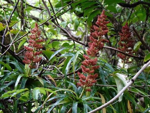 Neinei (Dracophyllum latifolium)