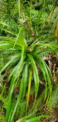 Neinei (Dracophyllum latifolium)