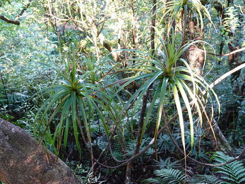 Neinei (Dracophyllum latifolium)