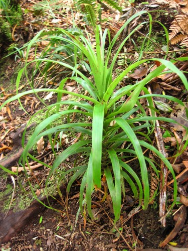 Neinei (Dracophyllum latifolium)