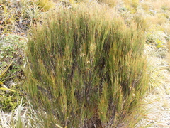 Dracophyllum longifolium (Dracophyllum longifolium)