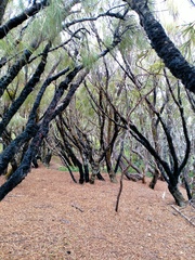 Dracophyllum longifolium (Dracophyllum longifolium)