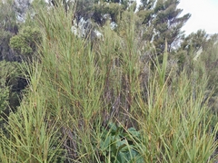 Dracophyllum longifolium (Dracophyllum longifolium)