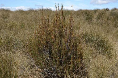 Dracophyllum longifolium (Dracophyllum longifolium)