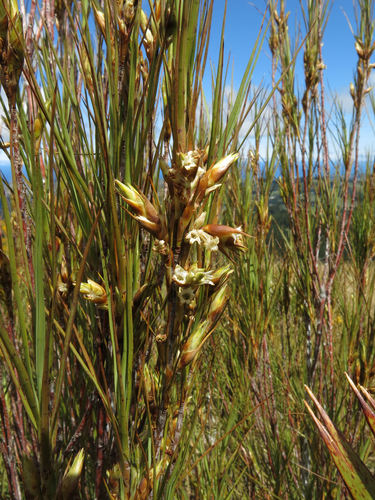 Dracophyllum longifolium (Dracophyllum longifolium)