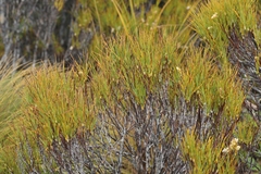 Dracophyllum longifolium (Dracophyllum longifolium)