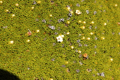 Dracophyllum muscoides (Dracophyllum muscoides)