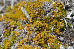 Dracophyllum muscoides (Dracophyllum muscoides)