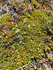Dracophyllum muscoides (Dracophyllum muscoides)