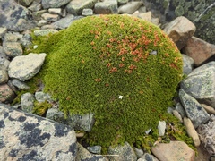 Dracophyllum muscoides (Dracophyllum muscoides)