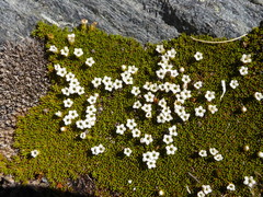 Dracophyllum muscoides (Dracophyllum muscoides)