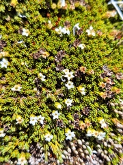 Dracophyllum muscoides (Dracophyllum muscoides)