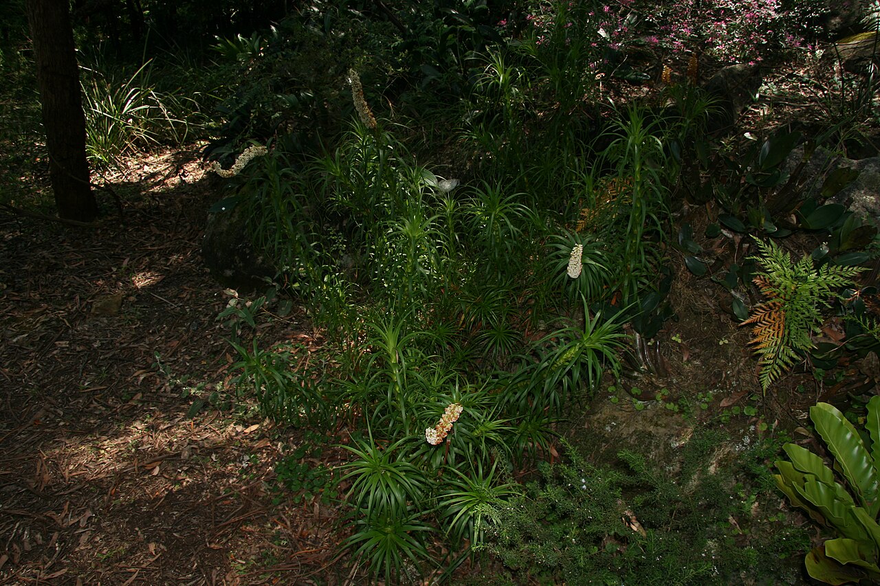Dracophyllum oceanicum: Dracophyllum oceanicum, Sylvan Grove Native Garden, Picnic Point, NSW