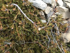 Dracophyllum pronum (Dracophyllum pronum)