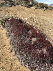 Dracophyllum pronum (Dracophyllum pronum)