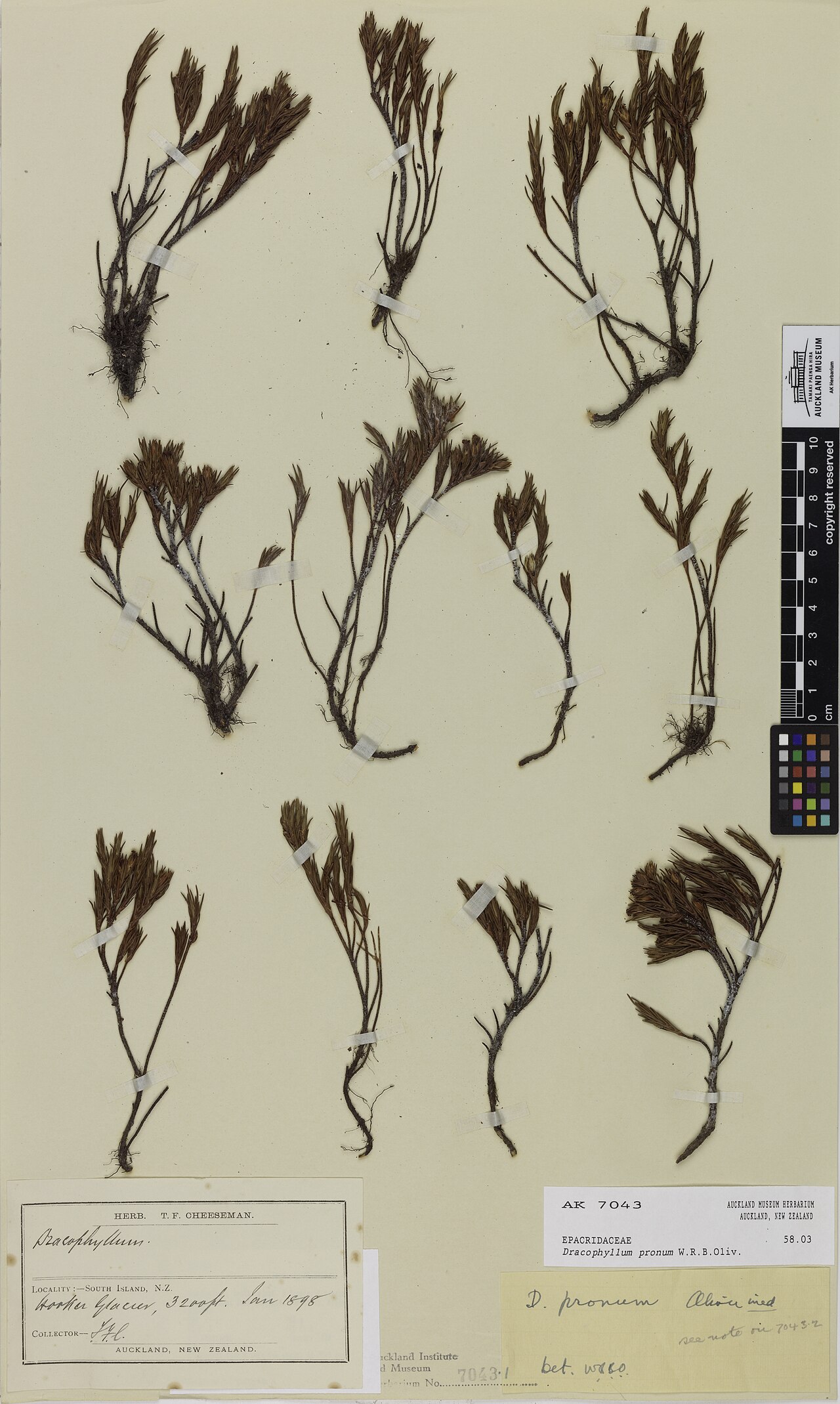 Dracophyllum pronum (Dracophyllum pronum)