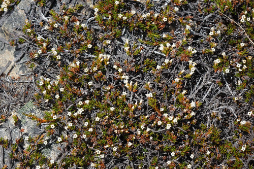 Dracophyllum pronum (Dracophyllum pronum)