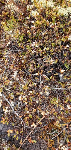 Dracophyllum pronum (Dracophyllum pronum)