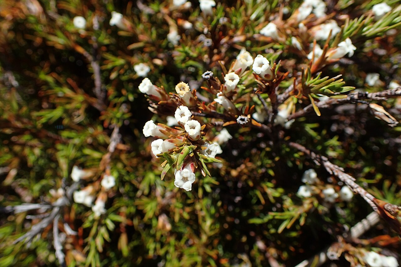 Dracophyllum pronum: Dracophyllum pronum on Lewis Pass, Canterbury, New Zealand