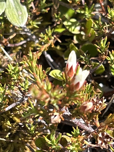 Dracophyllum pronum (Dracophyllum pronum)