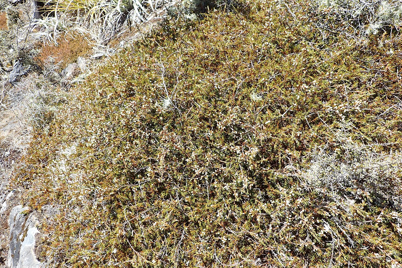 Dracophyllum pronum: Dracophyllum pronum on Lewis Pass, Canterbury, New Zealand